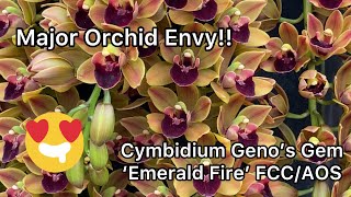 HUGE Orchid Cymbidium Geno’s Gem ‘Emerald Fire’ FCCAOS Hundreds of FLOWERS WOW [upl. by Neumeyer]