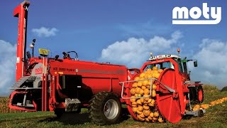 MOTY Pumpkin seed harvesting [upl. by Kimon260]