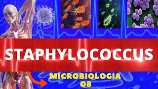 STAPHYLOCOCCUS  MICROBIOLOGIA BACTÉRIAS PATOGÊNICAS  AUREUS E EPIDERMIDIS [upl. by Nivrag]