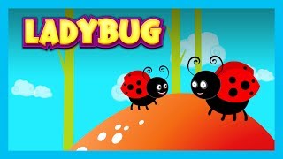 LADYBUG  Nursery Rhymes For Kids  English Poems For Kids  Animated Videos [upl. by Simpkins911]