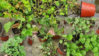 Rainy Season Ma Geranium Ko Care Kasari Garnu  Geranium Care Season Tips for Healthy Plants [upl. by Zetniuq]