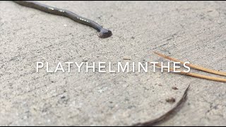 Platyhelminthes [upl. by Virgilio]