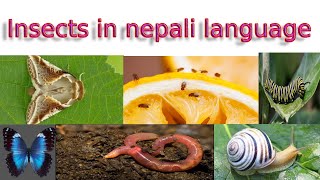 Insects in nepali language [upl. by Danelle]