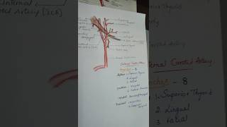 Branches of External carotid artery humananatomy learning [upl. by Ahseina]