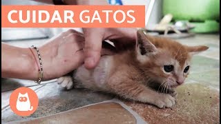 Cómo cuidar un GATO CACHORRO [upl. by Ogires806]