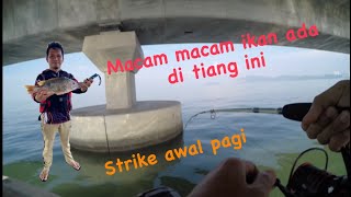 Strike Hanya Menggunakan Udang Kopek  JAMBATAN KEDUA PULAU PINANG fishing jambatanpulaupinang [upl. by Socram]