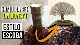 3 años de trabajo resumidos en 5 minutos  Como hacer un bonsai de olmo estilo escoba hokidachi [upl. by Trixy572]