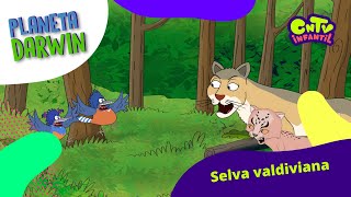 Selva Valdiviana  Explicado para niños Planeta Darwin [upl. by Maloy]