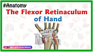 The flexor retinaculum of Hand  Gross anatomy  Attachments and Relations [upl. by Pliam]