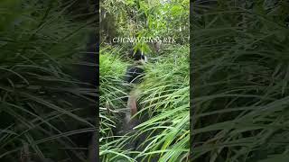 CHCNAV i76 Palm Visual GNSS RTK in the jungle of the Philippines survey gnss geography [upl. by Delamare]