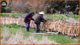 How Do German Farmers Deal With Millions Of Foxes Attacking Livestock [upl. by Enohs]