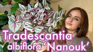 How to Care for Tradescantia albiflora Nanouk  Houseplant Care Tips [upl. by Althee]