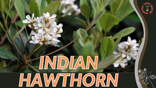 INDIAN HAWTHORN Information amp Growing Tips Rhaphiolepis indica [upl. by Culhert]