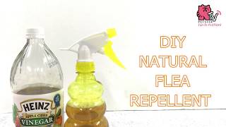 DIY FLEA REPELLENT WITH APPLE CIDER VINEGAR [upl. by Narad]