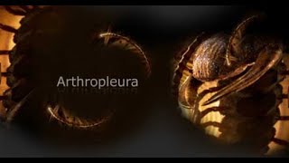 Primeval  Arthropleura [upl. by Oab]