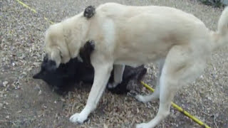 Thats gotta hurt Wolfdog and Anatolian Shepherd [upl. by Ariaj962]