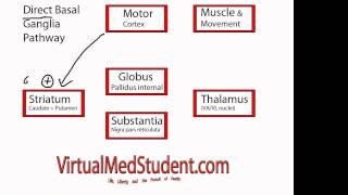 Basal Ganglia Direct Pathway [upl. by Eadrahs]