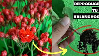 COMO REPRODUCIR EL KALANCHO  kalanchoe blossfeldiana [upl. by Lucina412]