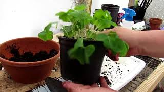 Repotting and Dividing a Shamrock Oxalis [upl. by Kcire573]