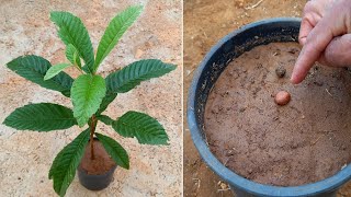 زراعة الاسكادنيا loquat oppdrett [upl. by Candi285]