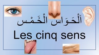 Les 5 cinq sens  الحواس الخمس [upl. by Luahs930]