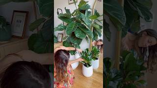 Travelling with fiddle leaf figs ficuslyrata plantcaretips fiddleleaffigcare plant watering hacks [upl. by Brod]