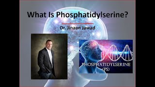 What Is Phosphatidylserine [upl. by Akived]