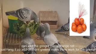 The Importance of Including Greens in Your Racing Pigeons Diet [upl. by Ylliw]