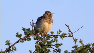 Singing Woodlark 2023 [upl. by Esina866]