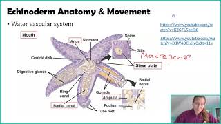 Phylum Echinodermata [upl. by Trilly427]