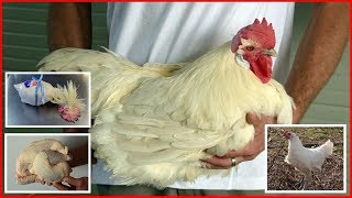 Worlds Most Expensive Chicken  Bresse Chicken  Best Chicken Breed [upl. by Leake592]