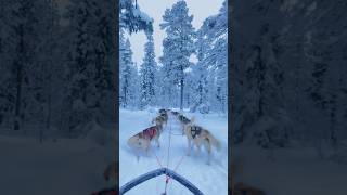 Dog sledding in Kiruna ❄️ winter sweden kiruna arcticcircle lapland travel [upl. by Ojimmas]