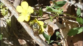 Leafcutter Bee Pollinates Cinquefoil Flowers [upl. by Klein486]