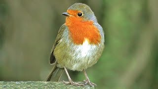 Rouge gorge Familier Oiseaux Chantants  Chant doiseaux Rouge gorge Familier [upl. by Lynsey]