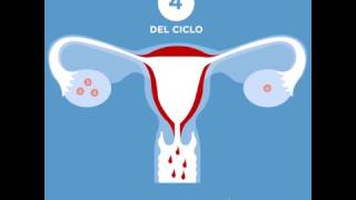 El ciclo menstrual [upl. by Airot]