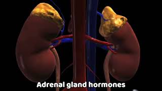 Adrenal gland hormones course intro 🌞❤️ [upl. by Trudy]