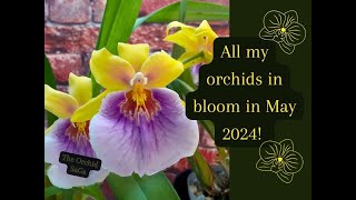 All my orchids in bloom in May 2024 [upl. by Eelinej]