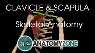 Clavicle and Scapula  Shoulder Girdle  Anatomy Tutorial [upl. by Talya]