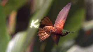 Kolibris  Leben am Limit  Trailer HD Deutsch  German [upl. by Behnken]