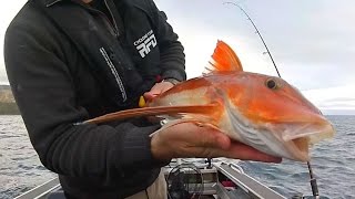 Wellington Boat Fishing  Eary Season Gurnard on Soft Plastics [upl. by Nosae]