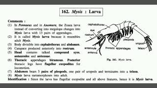 Mysis Larva Mysis Larva Zoology practical SS Laal Book [upl. by Neiht]