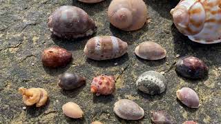 FOUND A 15000 RARE LIMACINA COWRY SEASHELL BEACH COMBING AFTER HUGE STORMS DANGEROUS SWELL [upl. by Sandi567]