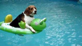 Dog on floatie [upl. by Eyoj376]