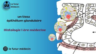 Épithélium de revêtement et glandulaire histologiquement  partie 2 [upl. by Iidnarb]