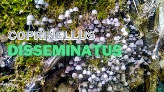 Coprinellus disseminatus  setas mushroom fungi hongos [upl. by Fraya]