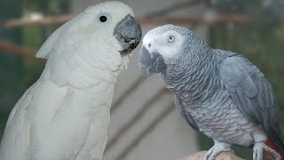 Umbrella Cockatoo vs African Grey  My Recommendation [upl. by Lemej]