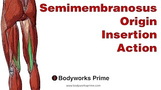 Semimembranosus Anatomy Origin Insertion amp Action [upl. by Glaudia]