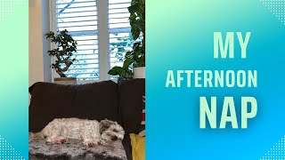 SUCH A CUTIE Our Shichon puppy loves to nap in the afternoon watch til’ the end [upl. by Oiznun]