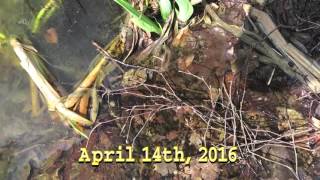 The Frogspawn Fishpond VLOG Episode 2  NO WEAPONS [upl. by Auqinal]