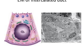 duct system intercalated duct [upl. by Eanar]